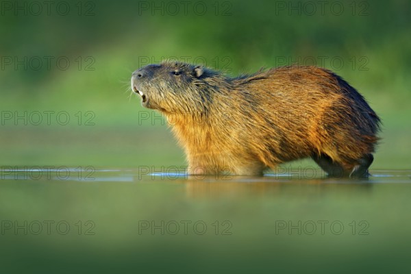 Capybara, Hydrochoerus hydrochaeris, Biggest mouse in water with evening light during sunset, Pantanal, Brazil. Wildlife scene from nature. Wildlife Brazil. Mammal, open muzzle with white tooth
