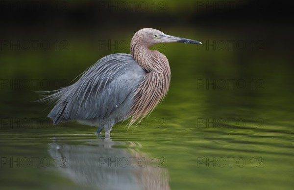 Reddish Egret (Egretta rufescens), Florida, USA