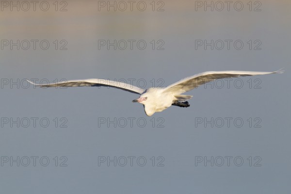 Reddish Egret (Egretta rufescens) flying, Florida, USA