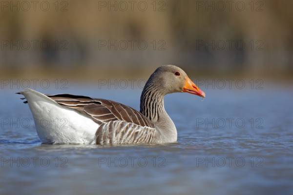 Duck in the water. Greylag Goose, Anser anser, floating on the water surface. Bird in the water. Water bird on the lake. Hungary. Goose in river, summer image. Wildlife scene from nature