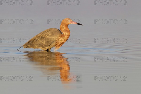 Reddish Egret (Egretta rufescens), Florida, USA