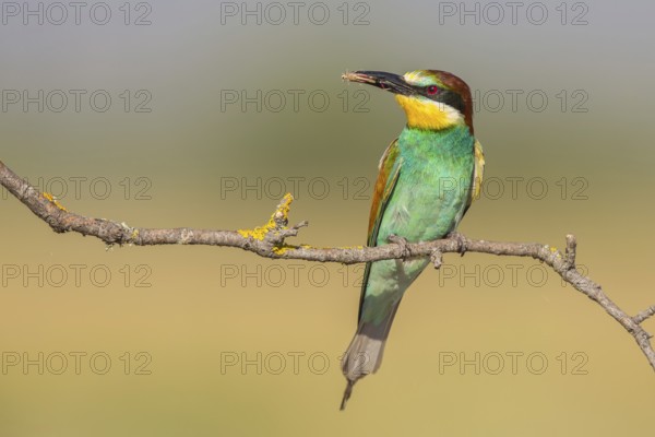 European Bee-eater (Merops apiaster), Lesvos, Greece