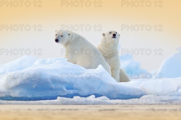 Dangerous bear sitting on the ice, beautiful blue sky. Polar bear on drift ice edge with snow and water in Norway sea. White animal in the nature habitat, Europe. Wildlife scene from nature