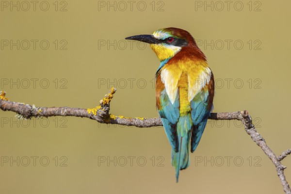 European Bee-eater (Merops apiaster), Lesvos, Greece