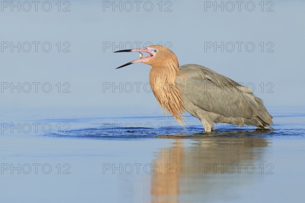 Reddish Egret (Egretta rufescens), Florida, USA