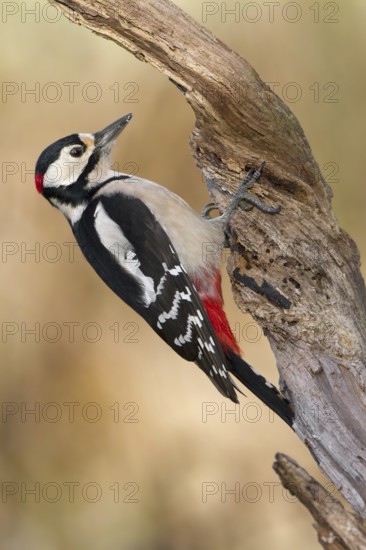 Great Spotted Woodpecker (Dendrocopos major) male, Saxony-Anhalt, Germany
