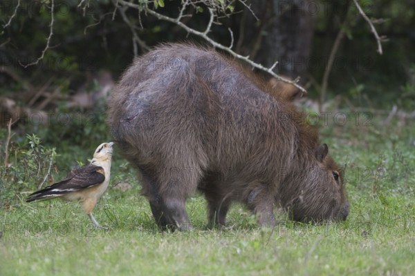 A Yellow-headed Carcara inspects the rear side of a Capybara looking for insects to feed upon. Photographed at the Estancia Rincon del Socorro Lodge in Ibera Marshes, Argentina