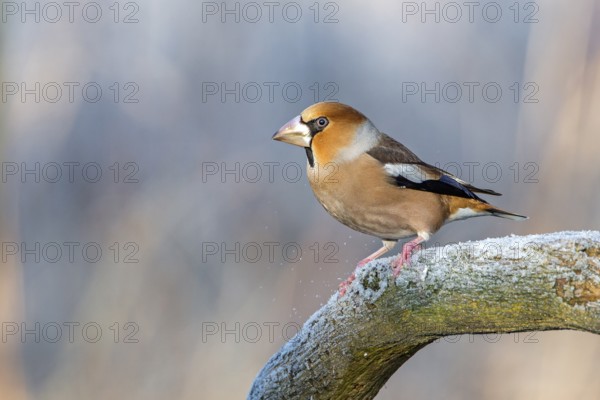 Hawfinch (Coccothraustes coccothraustes), Saxony-Anhalt, Germany