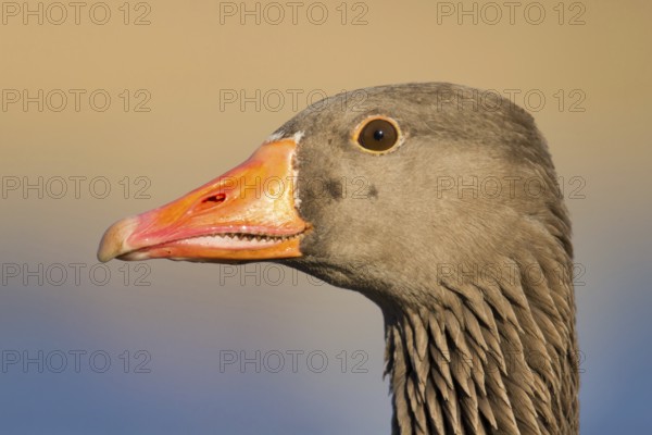Greylag Goose (Anser anser), Utrecht, Netherlands