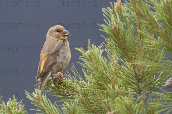 Common Crossbill - Fichtenkreuzschnabel - Loxia curvirostra ssp. polyogyna, Morocoo, 2nd cy, male