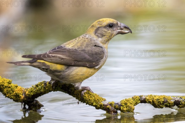 Red Crossbill (Loxia curvirostra) female at a waterhole, Madrid, Spain