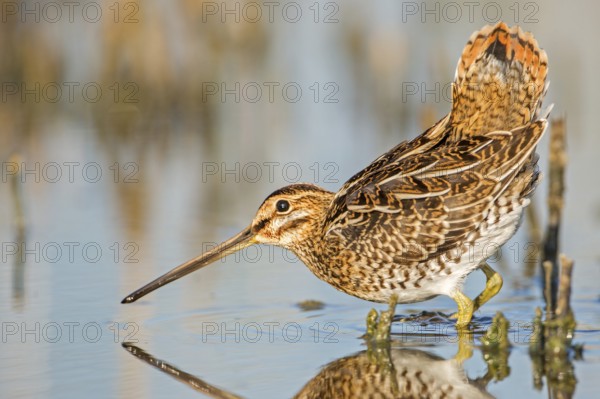 Common Snipe (Gallinago gallinago), Saxony-Anhalt, Germany