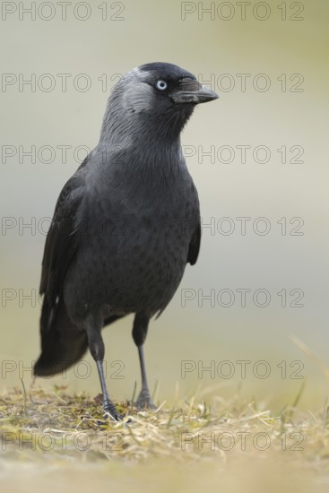 Western Jackdaw (Coloeus monedula)