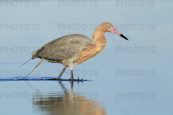 Reddish Egret (Egretta rufescens), Florida, USA