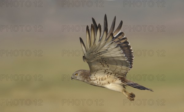 Short-toed Snake Eagle (Circaetus gallicus), India
