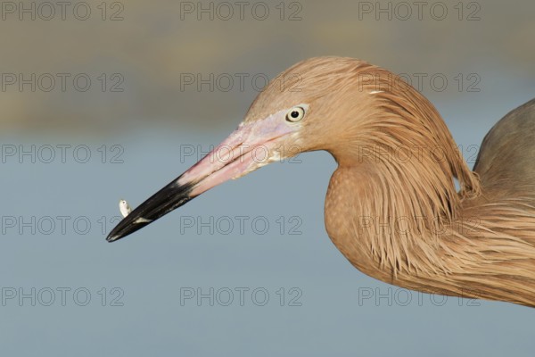 Reddish Egret (Egretta rufescens), Florida, USA