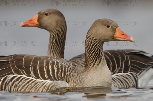 Greylag Goose (Anser anser), Utrecht, Netherlands