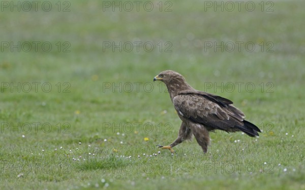 Schreiadler, lat. Aquila pomarina, zu Fuß auf einer Wiesebei der Nahrungssuche