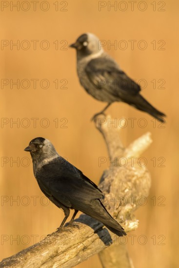 Western Jackdaw (Coloeus monedula), Romania