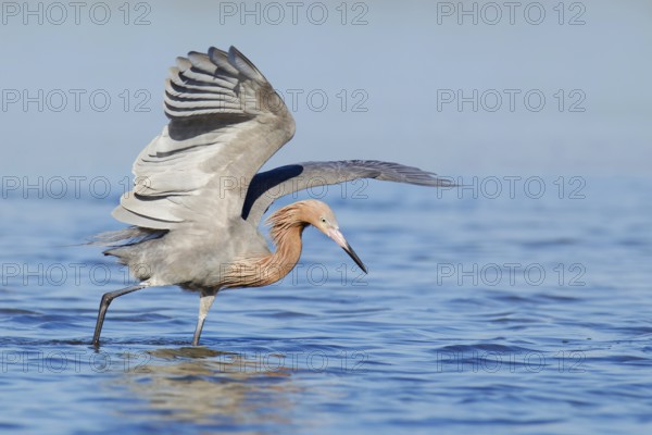 Reddish Egret (Egretta rufescens), Florida, USA