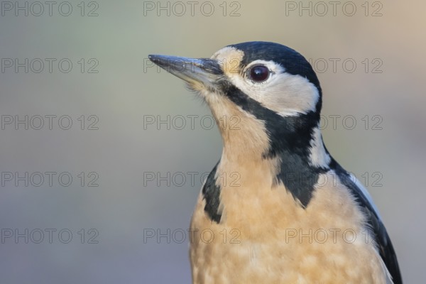 Great Spotted Woodpecker (Dendrocopos major) male, Lower Saxony, Germany