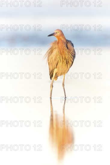 Reddish Egret (Egretta rufescens) foraging, Florida, USA