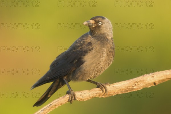 Western Jackdaw (Coloeus monedula) perched on a branch, Serbia