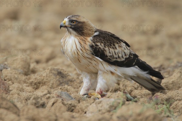Booted Eagle (Hieraaetus pennatus), Extremadura, Spain
