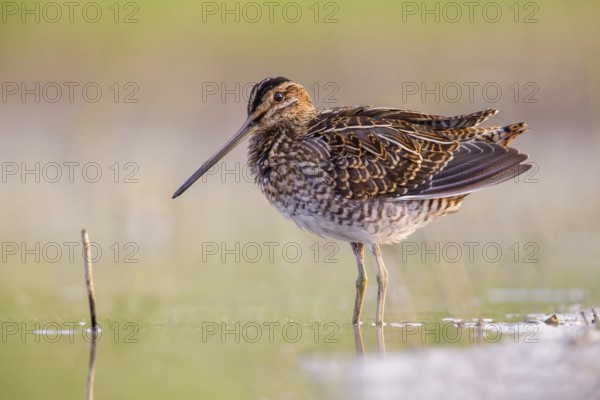 Common Snipe (Gallinago gallinago) foraging, Poland