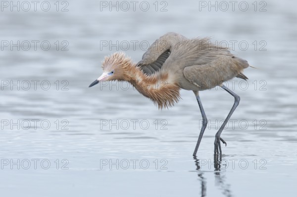Reddish Egret (Egretta rufescens) foraging, Texas, USA