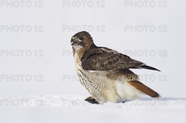 Red-tailed Hawk (Buteo jamaicensis), Ohio, USA