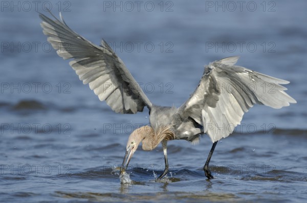 Reddish Egret (Egretta rufescens), Texas, USA