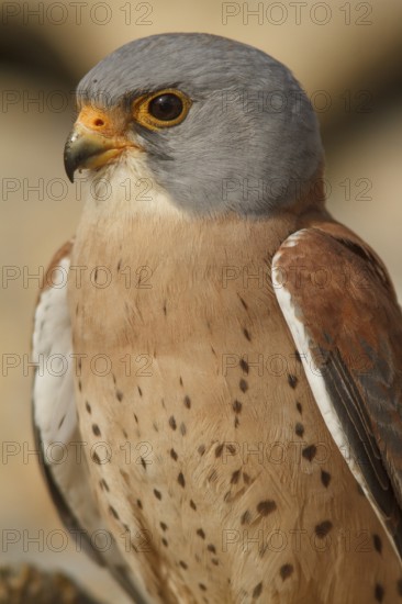 Lesser Kestrel (Falco naumanni), male portrait, Castile-La Mancha