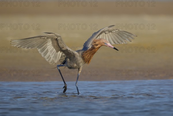 Reddish Egret (Egretta rufescens) foraging, Florida, USA