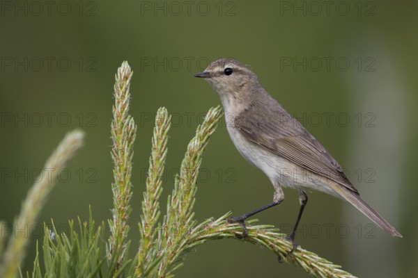 Siberian Chiffchaff - Taigazilpzalp - Phylloscopus tristis, Russia (Ural)