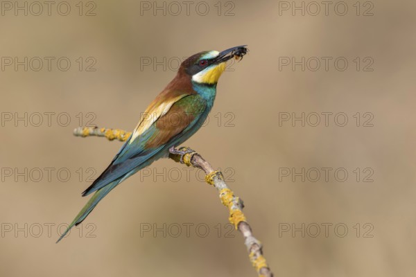 European Bee-eater (Merops apiaster) perched on a branch, Poland
