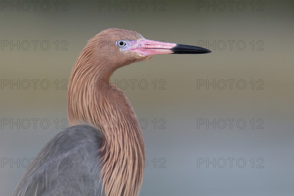 Reddish Egret (Egretta rufescens), Florida, USA