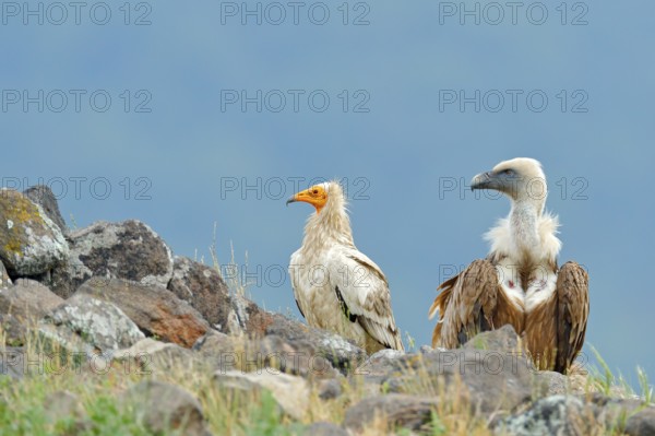 Griffon Vulture and Egyptian vulture, big birds of prey sitting on stone, rock mountain, nature habitat, Madzarovo, Bulgaria, Eastern Rhodopes. Wildlife scene, nature. Bird in the stone habitat