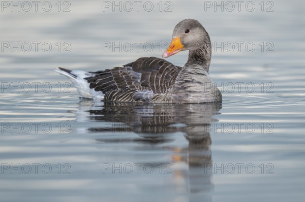 Greylag Goose (Anser anser), Iceland