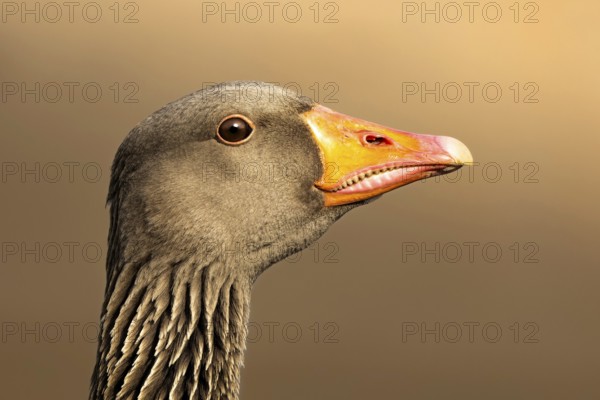 Greylag Goose (Anser anser), South Holland, Netherlands