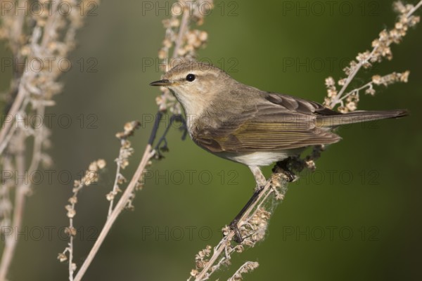 Siberian Chiffchaff - Taigazilpzalp - Phylloscopus tristis, Russia (Ural)