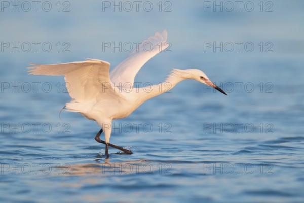 Reddish Egret (Egretta rufescens), Florida, USA