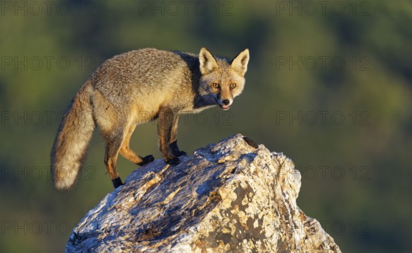 Red fox (Vulpes vulpes) in early morning light on a rock, Sierra de San Pedro, Extremadura, Spain