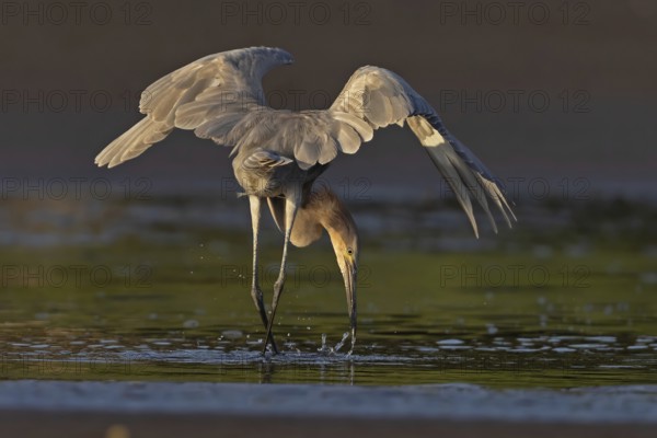 Reddish Egret (Egretta rufescens) foraging, Costa Rica