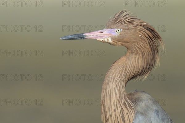 Reddish Egret (Egretta rufescens), Florida, USA
