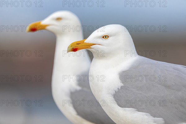 European Herring Gull (Larus argentatus), Mecklenburg-Western Pomerania, Germany
