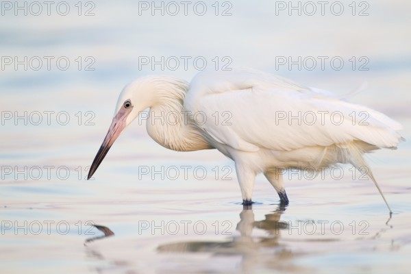 Reddish Egret (Egretta rufescens), Florida, USA