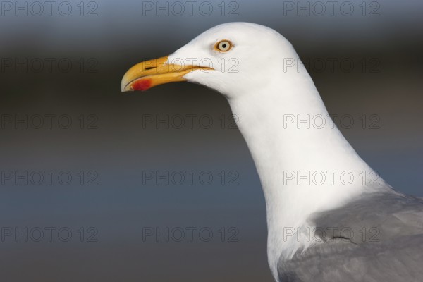 European Herring Gull (Larus argentatus), Schleswig-Holstein, Germany