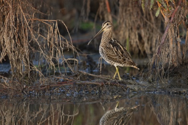 Common Snipe (Gallinago gallinago) foraging, Saxony, Germany