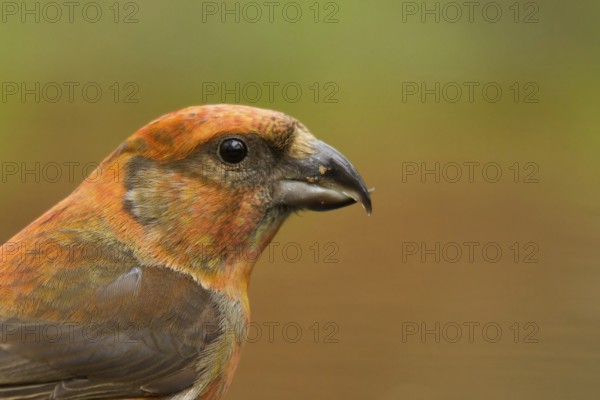 Red Crossbill (Loxia curvirostra) male, Utrecht, Netherlands